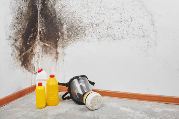 Best Black Mold Removal  in Fairland, OK