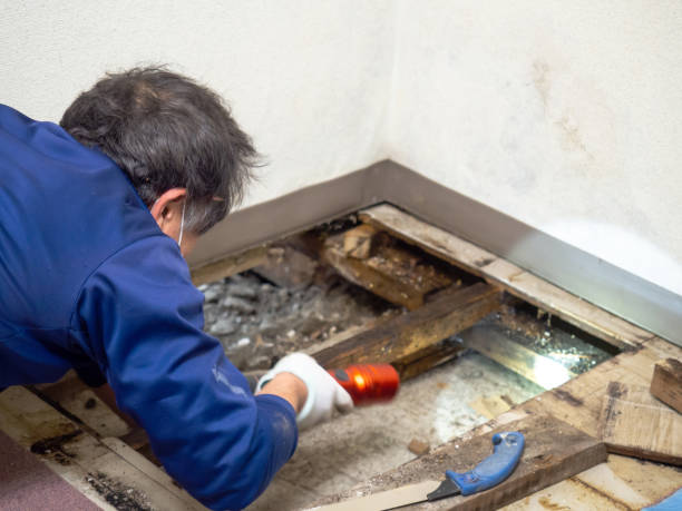 Best Toxic Mold Removal  in Fairland, OK