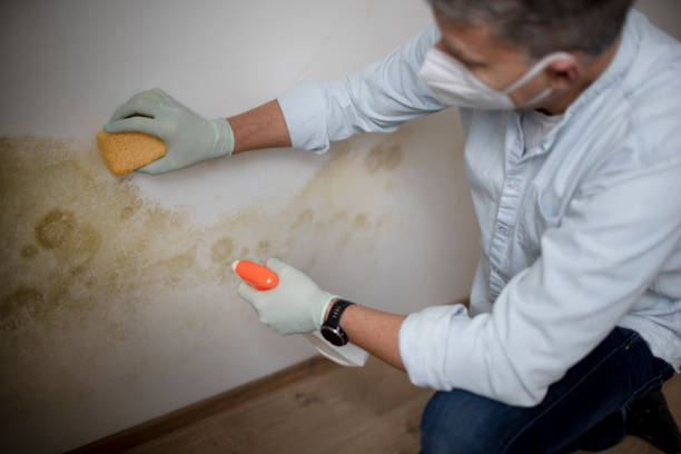 Best Mold Removal Company Near Me  in Fairland, OK